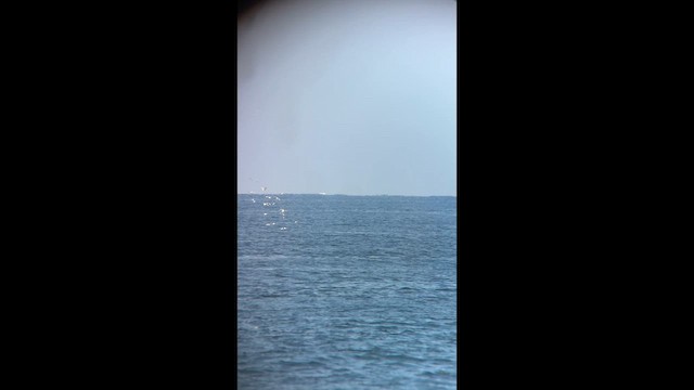 Common Tern - ML640994407