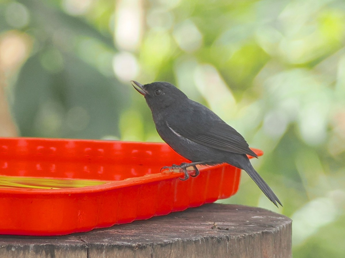 White-sided Flowerpiercer - ML640994409