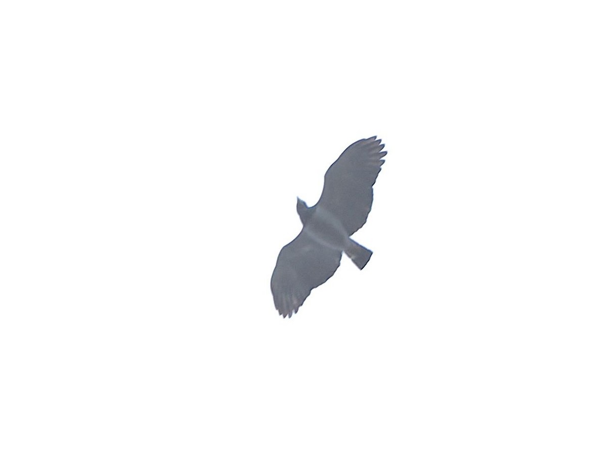 Barred Hawk - ML640994428