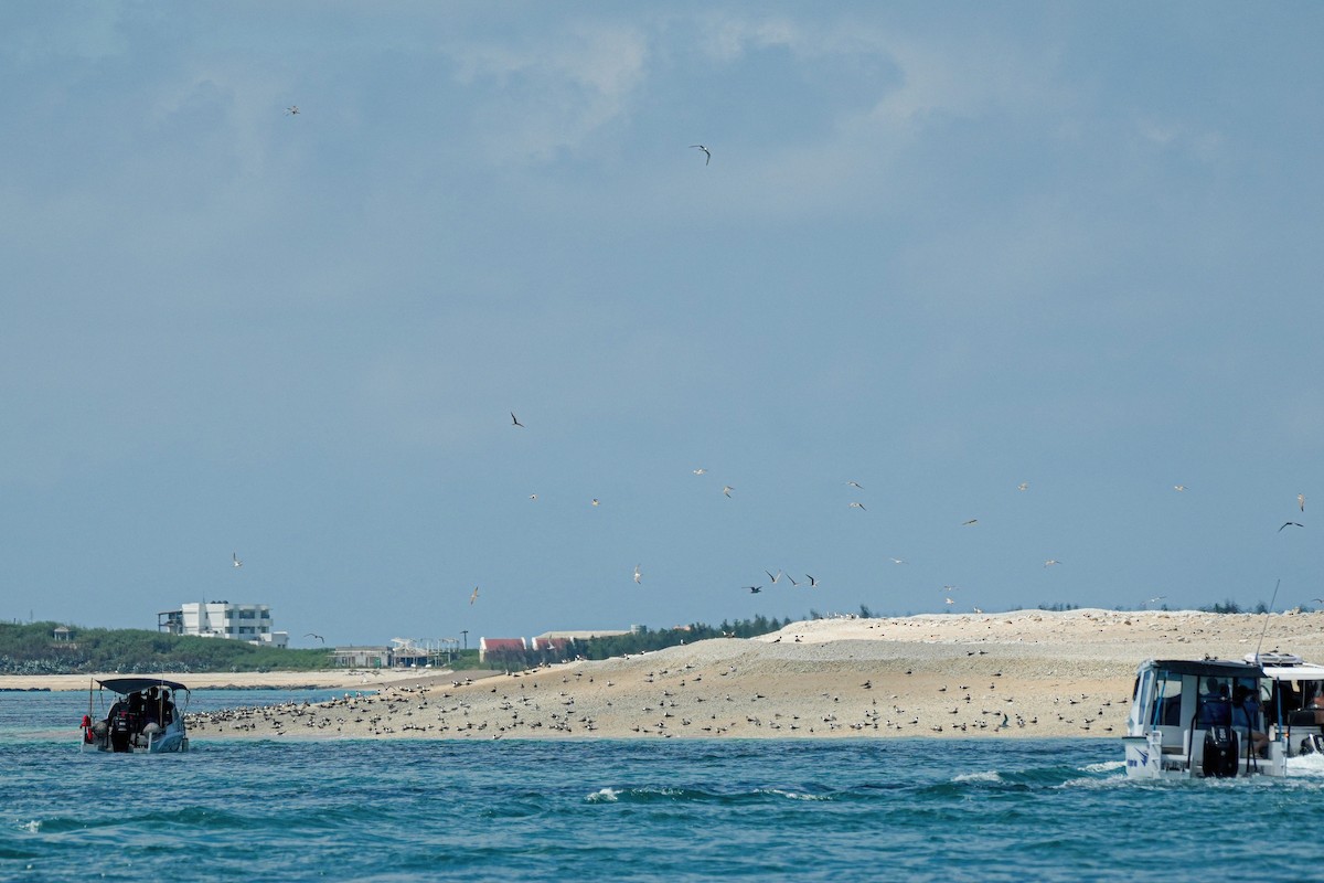 Great Crested Tern - ML640994479