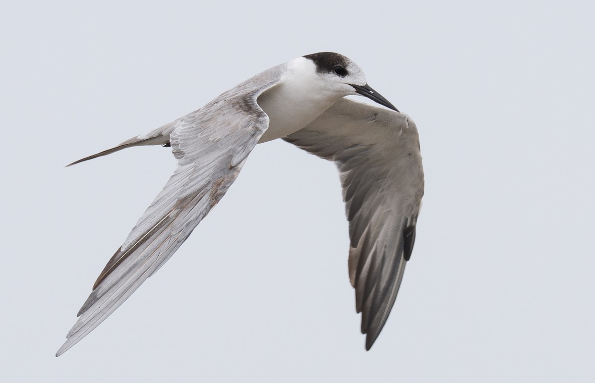 White-cheeked Tern - ML640994511