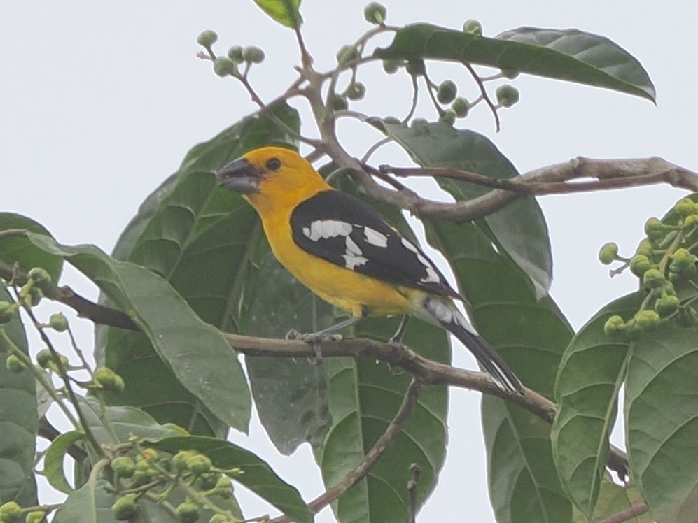 Golden Grosbeak - ML640994512