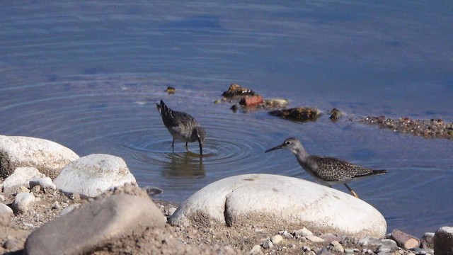 Stilt Sandpiper - ML640994519