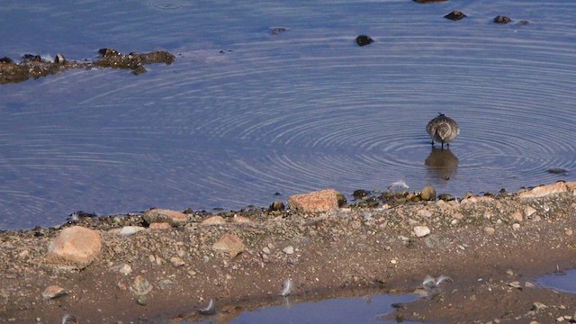 Baird's Sandpiper - ML640994561