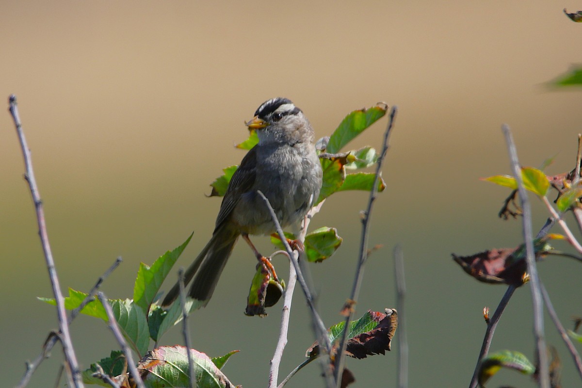 White-crowned Sparrow - ML640994570