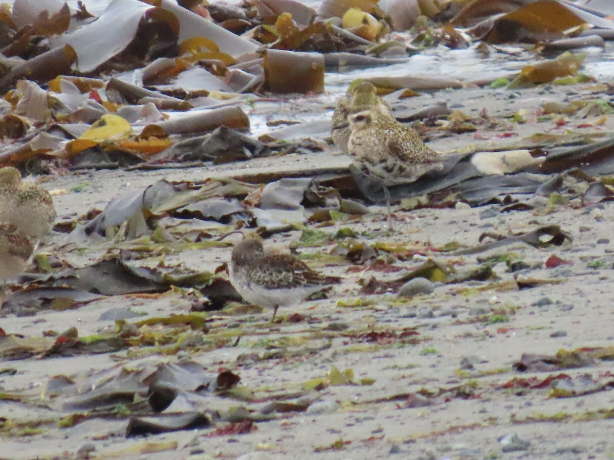 Rock Sandpiper - ML640994617