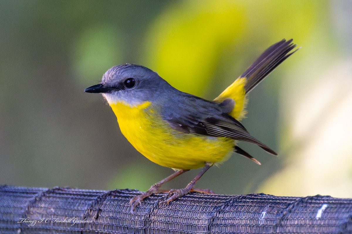 Eastern Yellow Robin - ML640994618