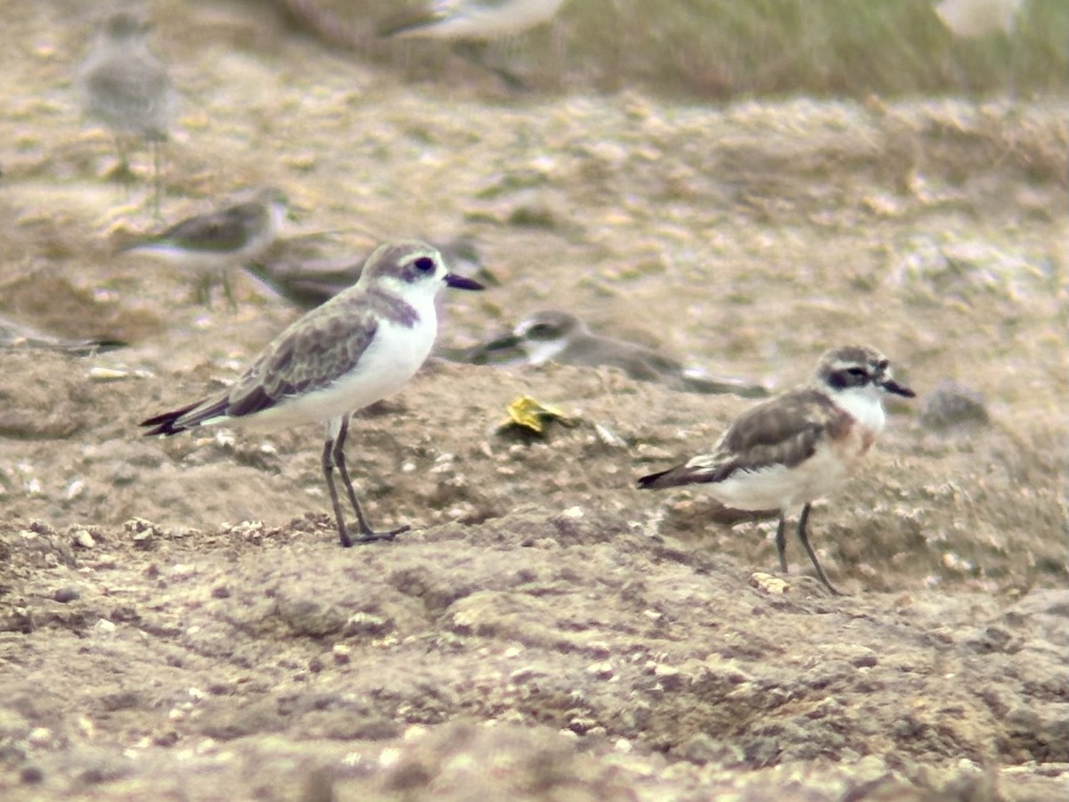 sand-plover sp. - ML640994635