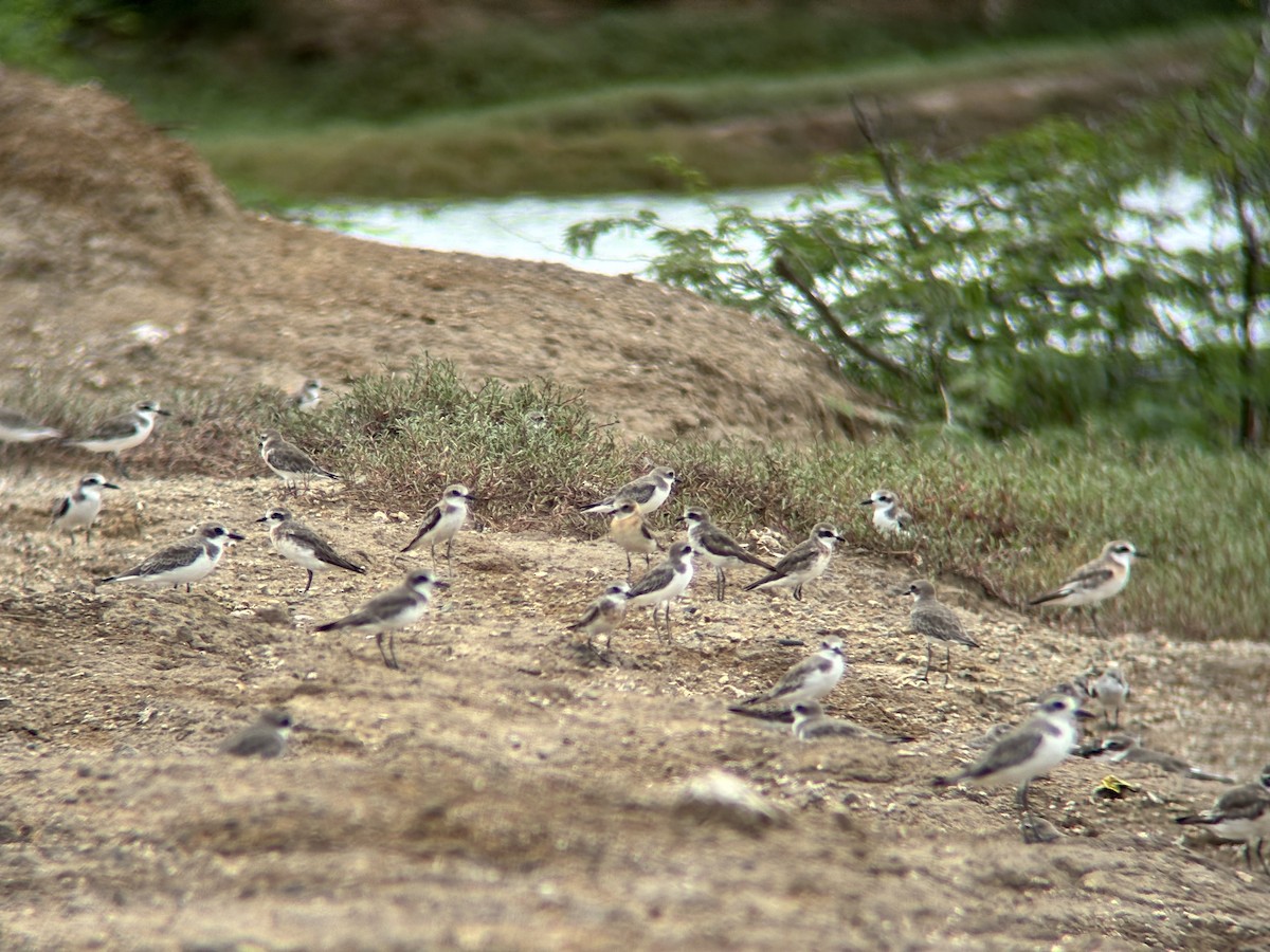 sand-plover sp. - ML640994637