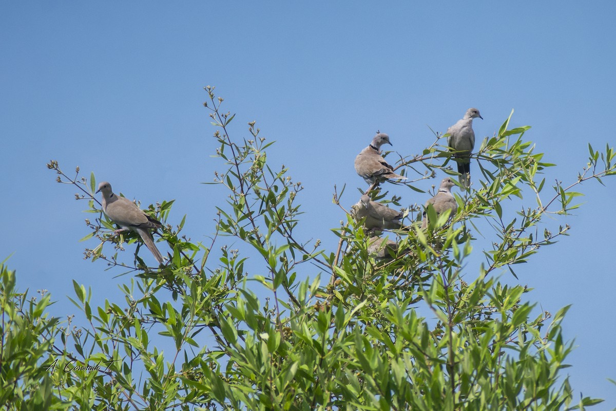 hrdlička zahradní - ML640994642