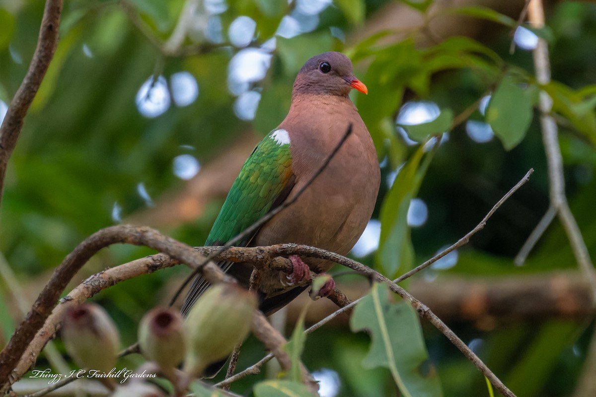 Pacific Emerald Dove - ML640994652