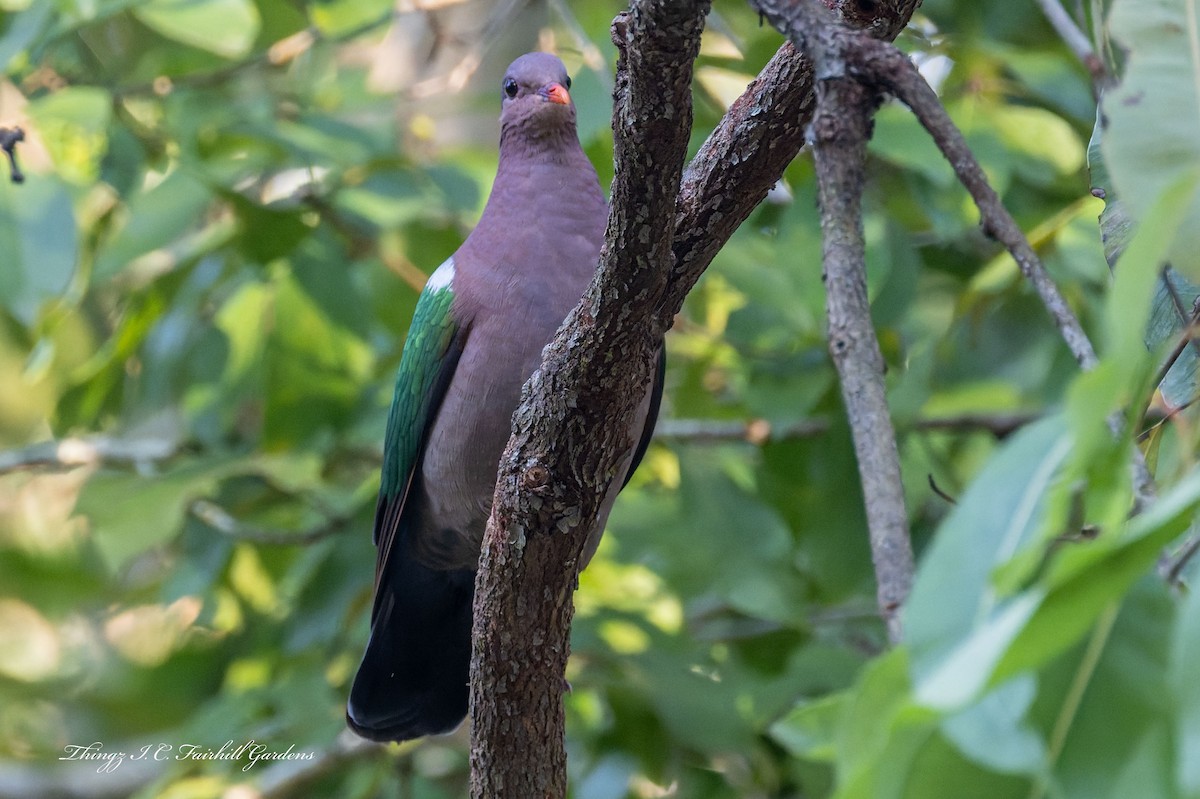 Pacific Emerald Dove - ML640994653