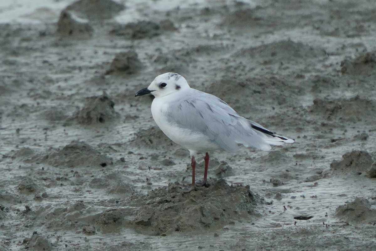 Saunders's Gull - ML640994672