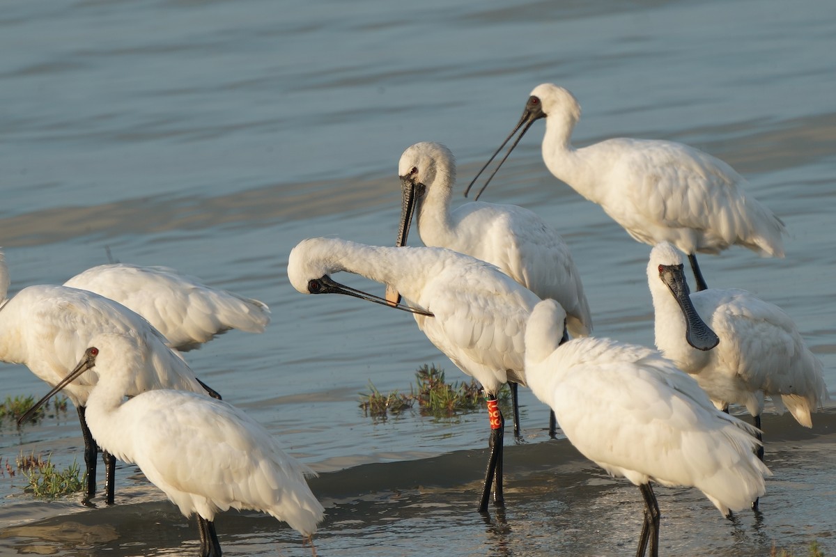 Black-faced Spoonbill - ML640994678