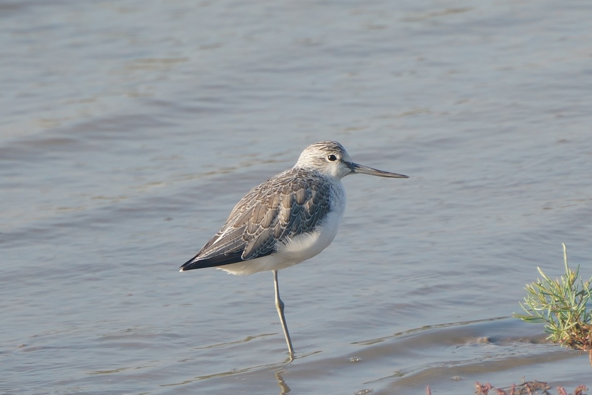 Common Greenshank - ML640994679