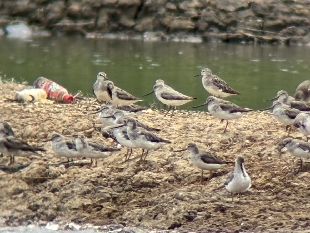 Terek Sandpiper - ML640994683