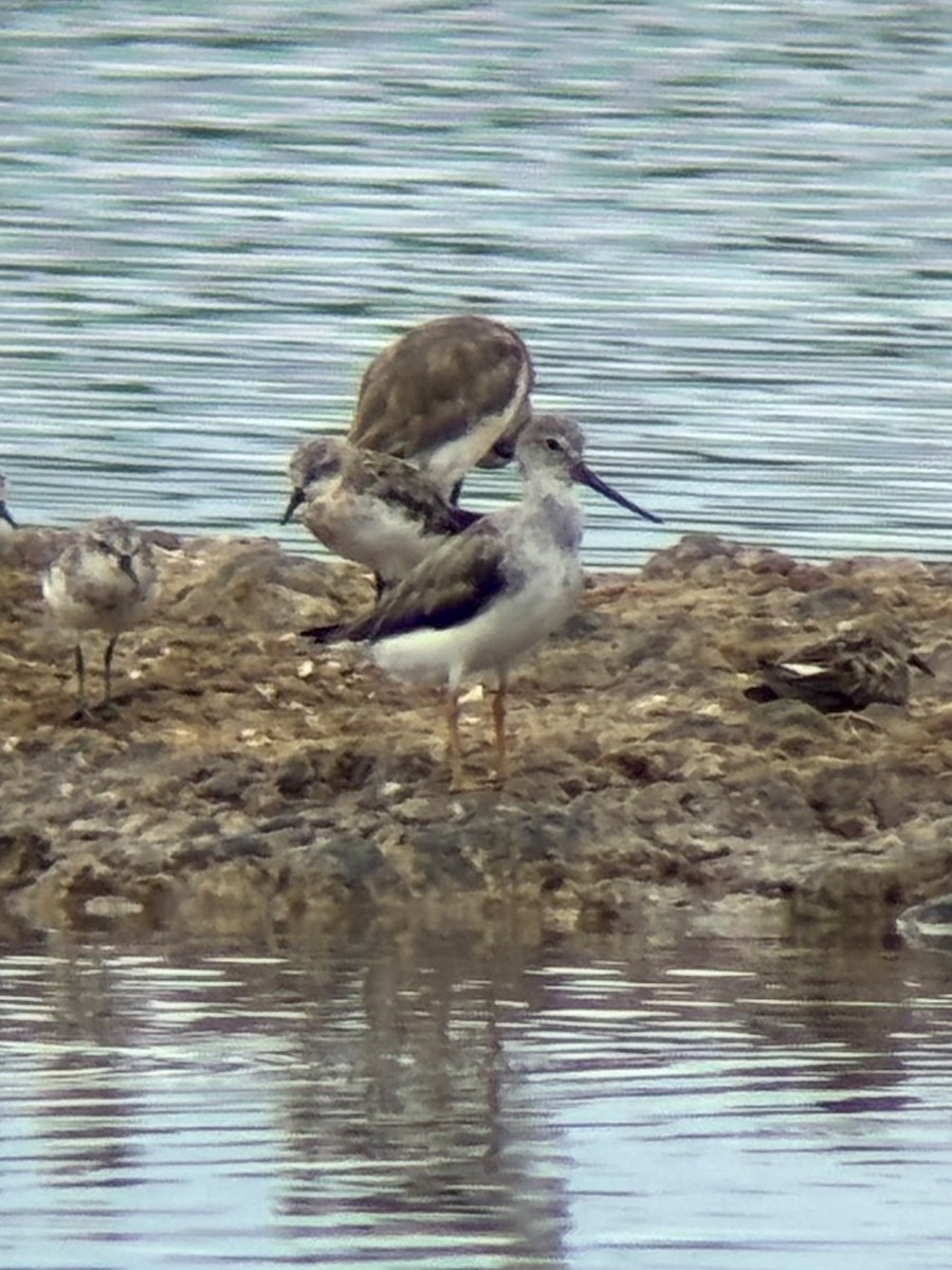 Terek Sandpiper - ML640994684