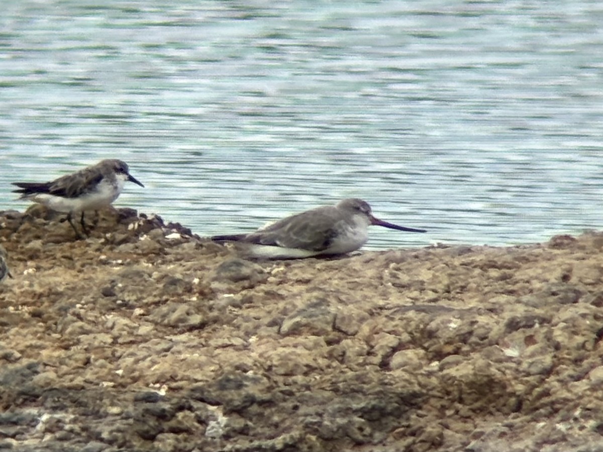Terek Sandpiper - ML640994685