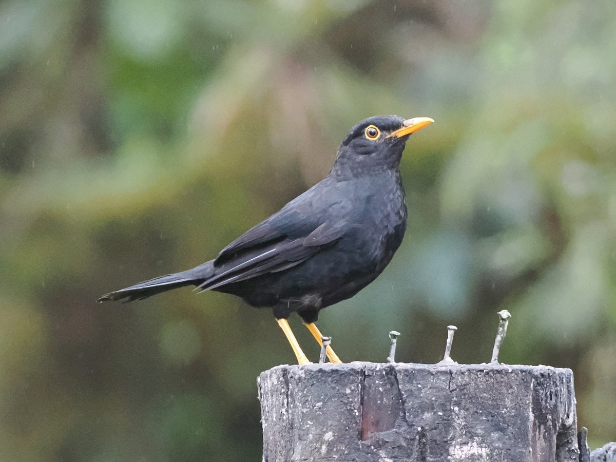 Glossy-black Thrush - ML640994696