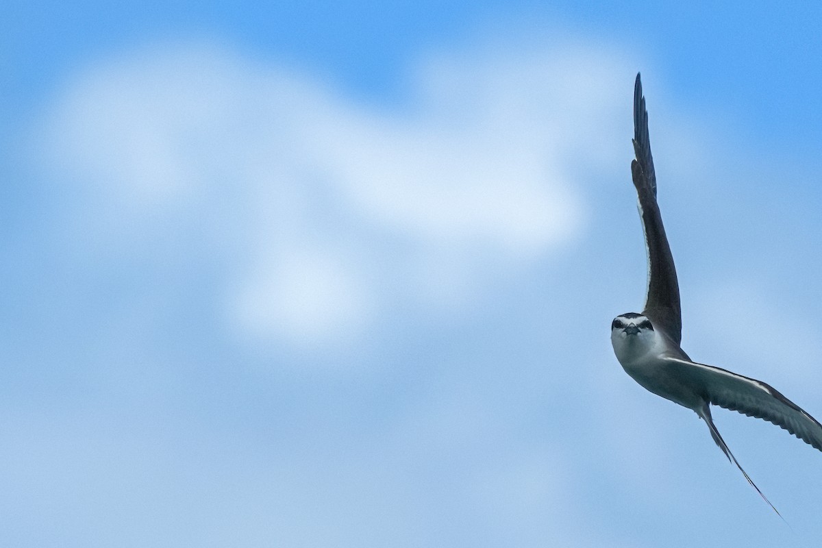 Bridled Tern - ML640994697