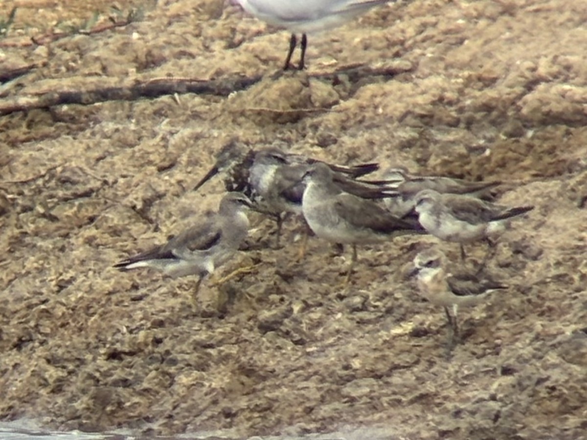 Gray-tailed Tattler - ML640994710