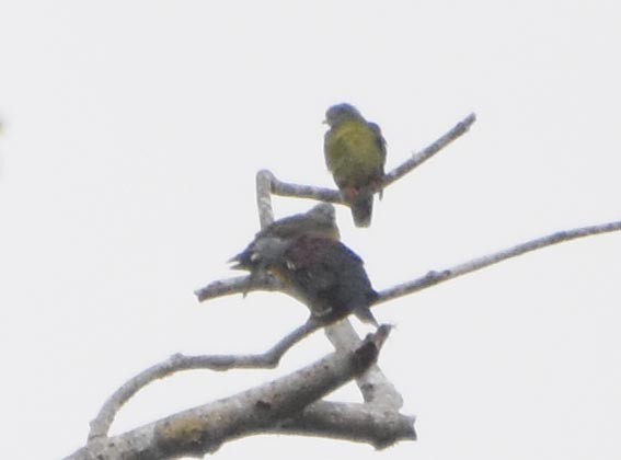 Little Green-Pigeon - ML640994738