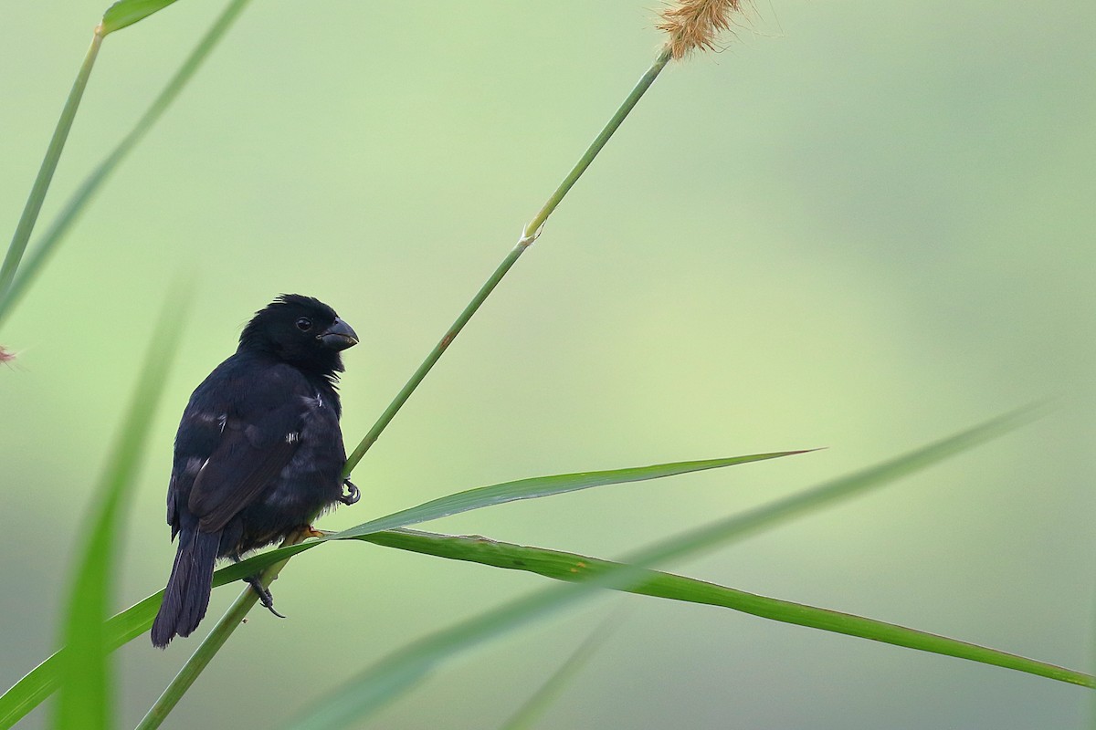 Variable Seedeater - ML640994742