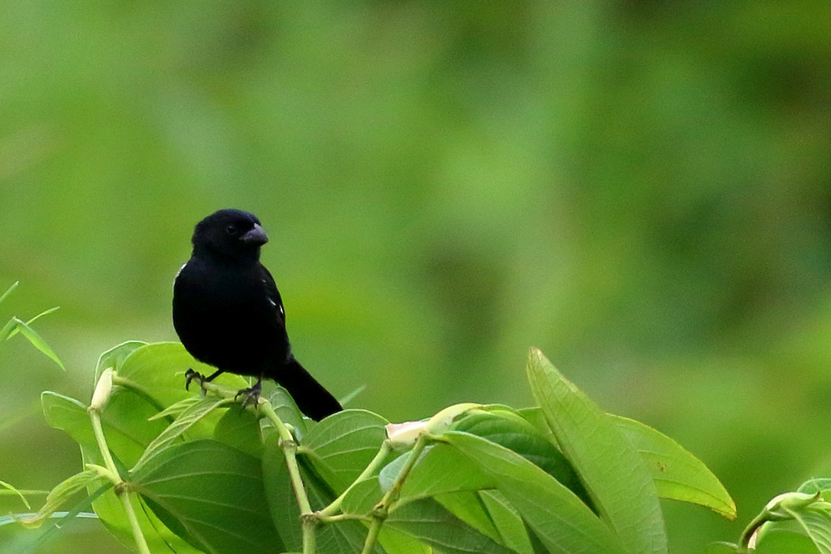 Variable Seedeater - ML640994765