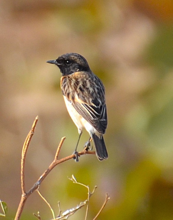 Siberian Stonechat - ML640994821