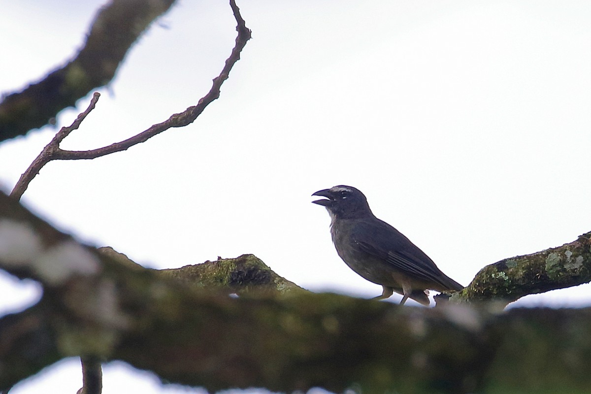 Cinnamon-bellied Saltator - ML640994833