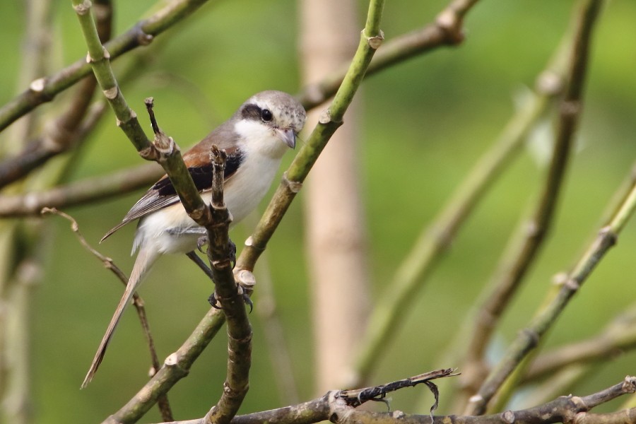 Bay-backed Shrike - ML640994835