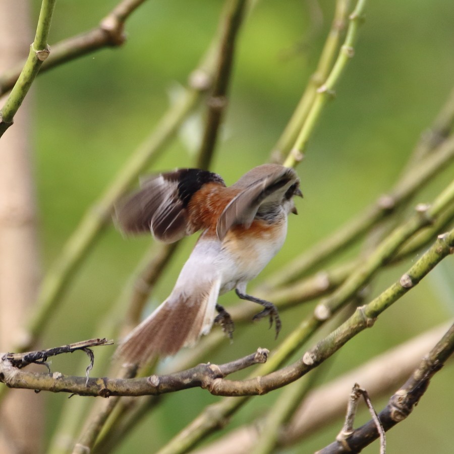 Bay-backed Shrike - ML640994836