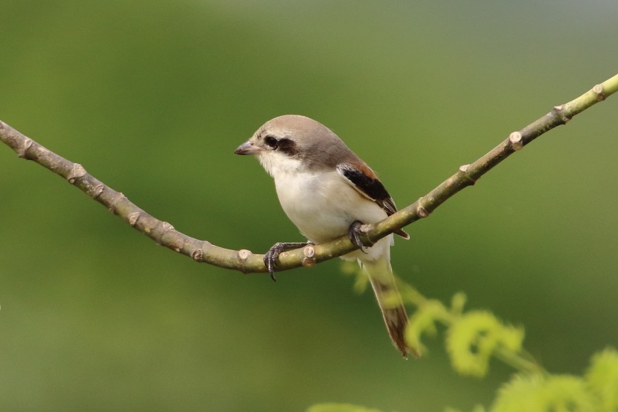 Bay-backed Shrike - ML640994837