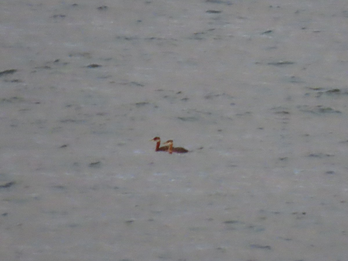 Red-necked Grebe - ML640994842