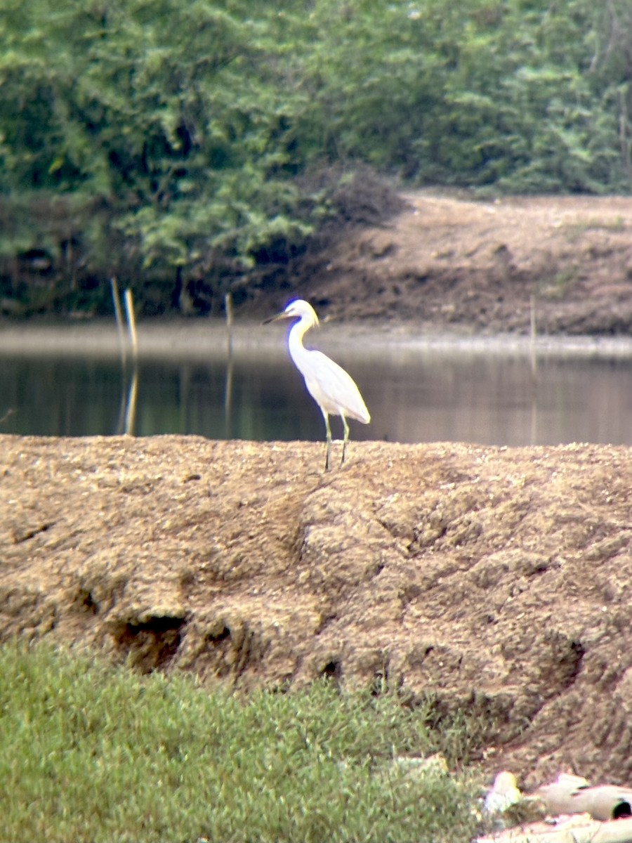 Chinese Egret - ML640994859