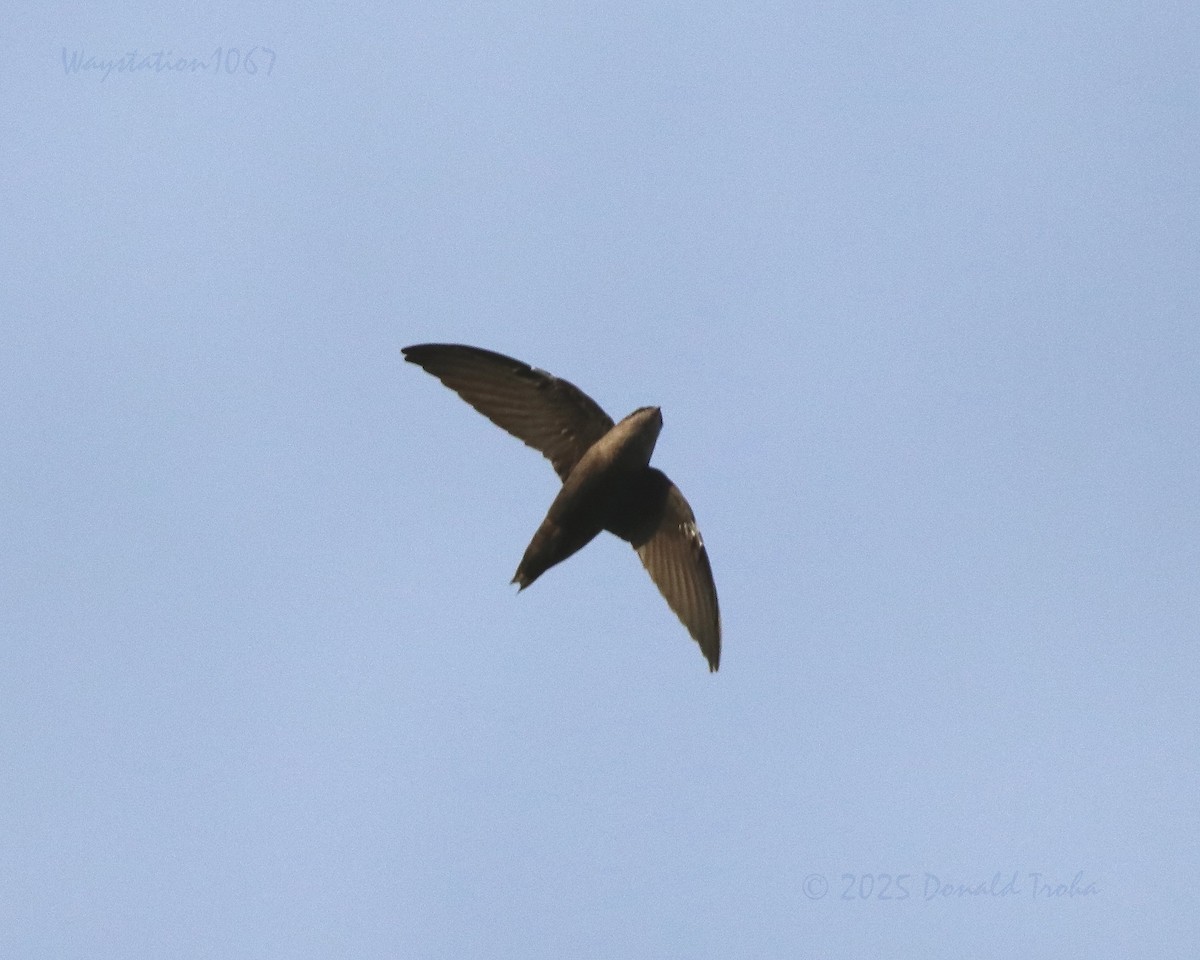 Chimney Swift - ML640994860