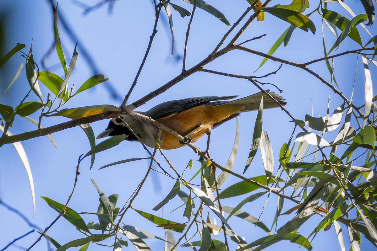 Black-faced Monarch - ML640994914