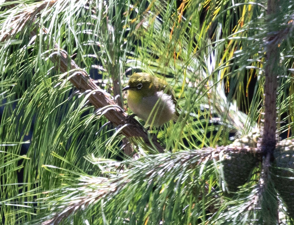 Japanbrillenvogel - ML640994921