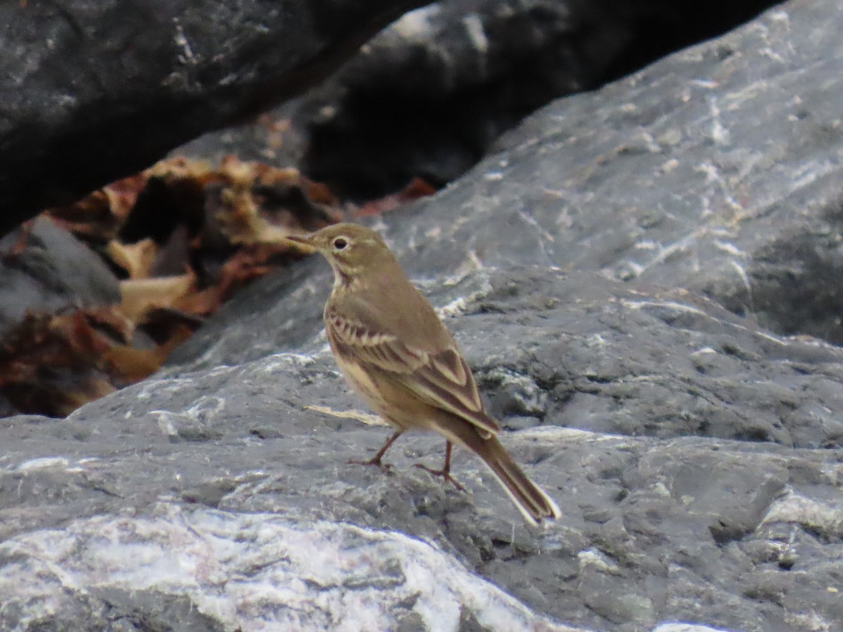 American Pipit - ML640994948