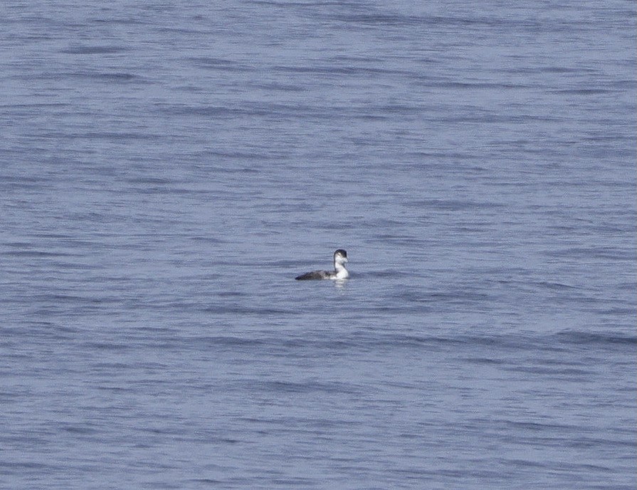 Common Loon - ML640994970