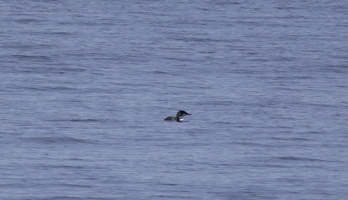 Common Loon - ML640994974