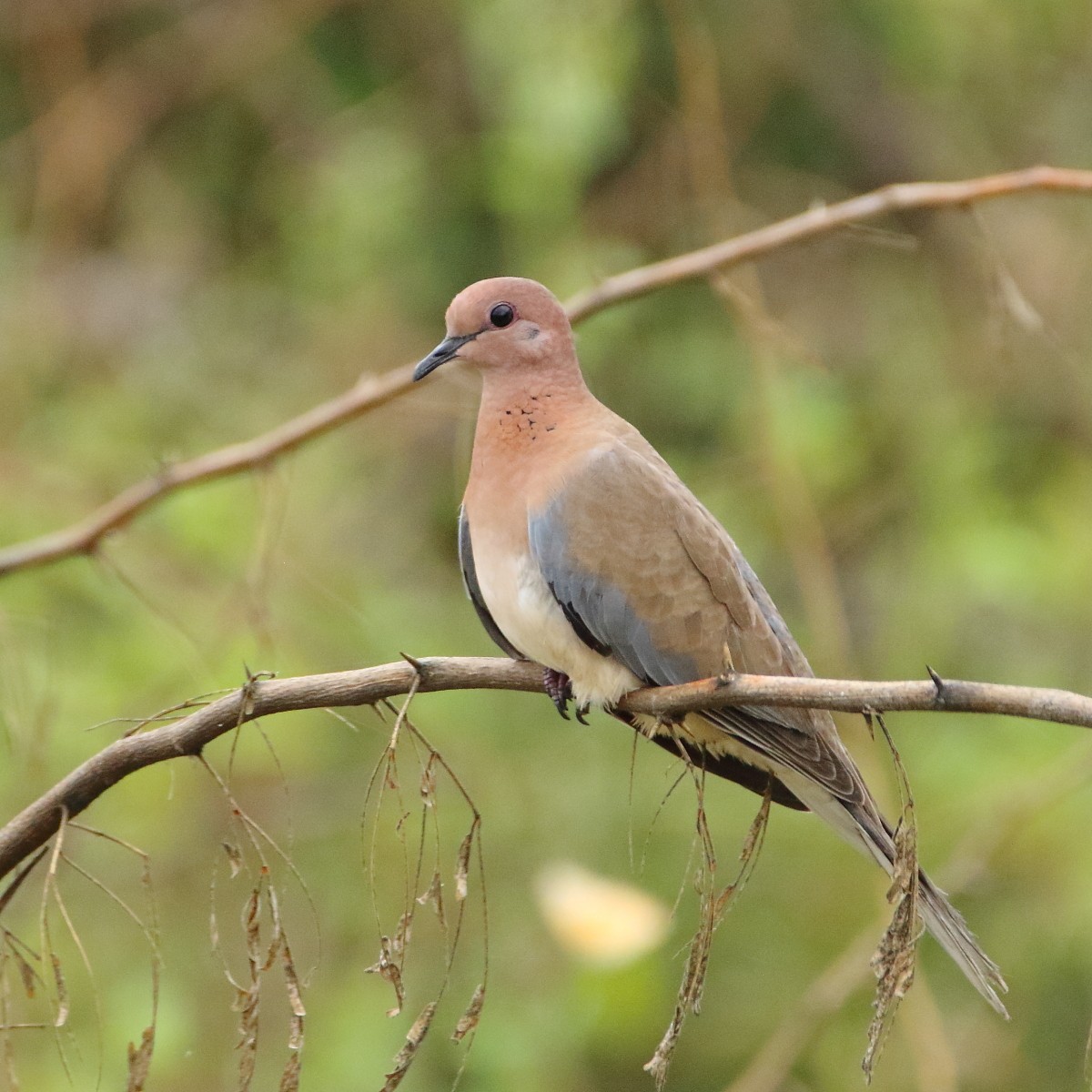 hrdlička senegalská - ML640994990