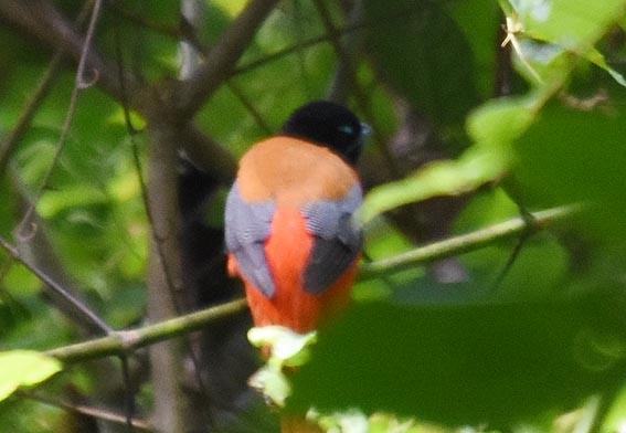 Rotbürzeltrogon - ML640995004