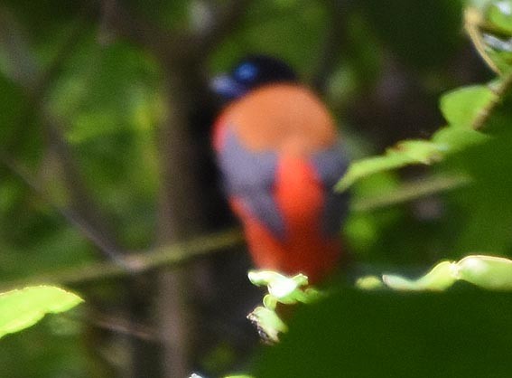 Rotbürzeltrogon - ML640995011