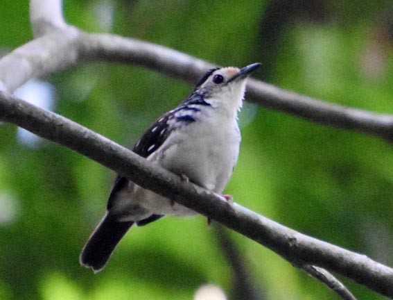 Striped Wren-Babbler - ML640995015