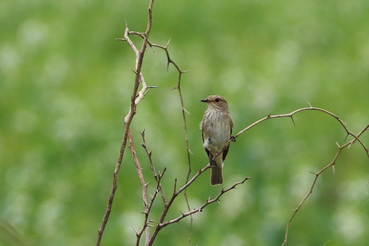 lejsek šedý - ML640995036