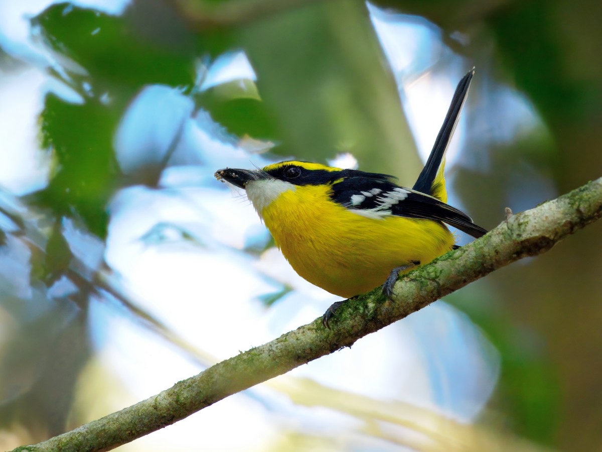 Yellow-breasted Boatbill - ML640995097