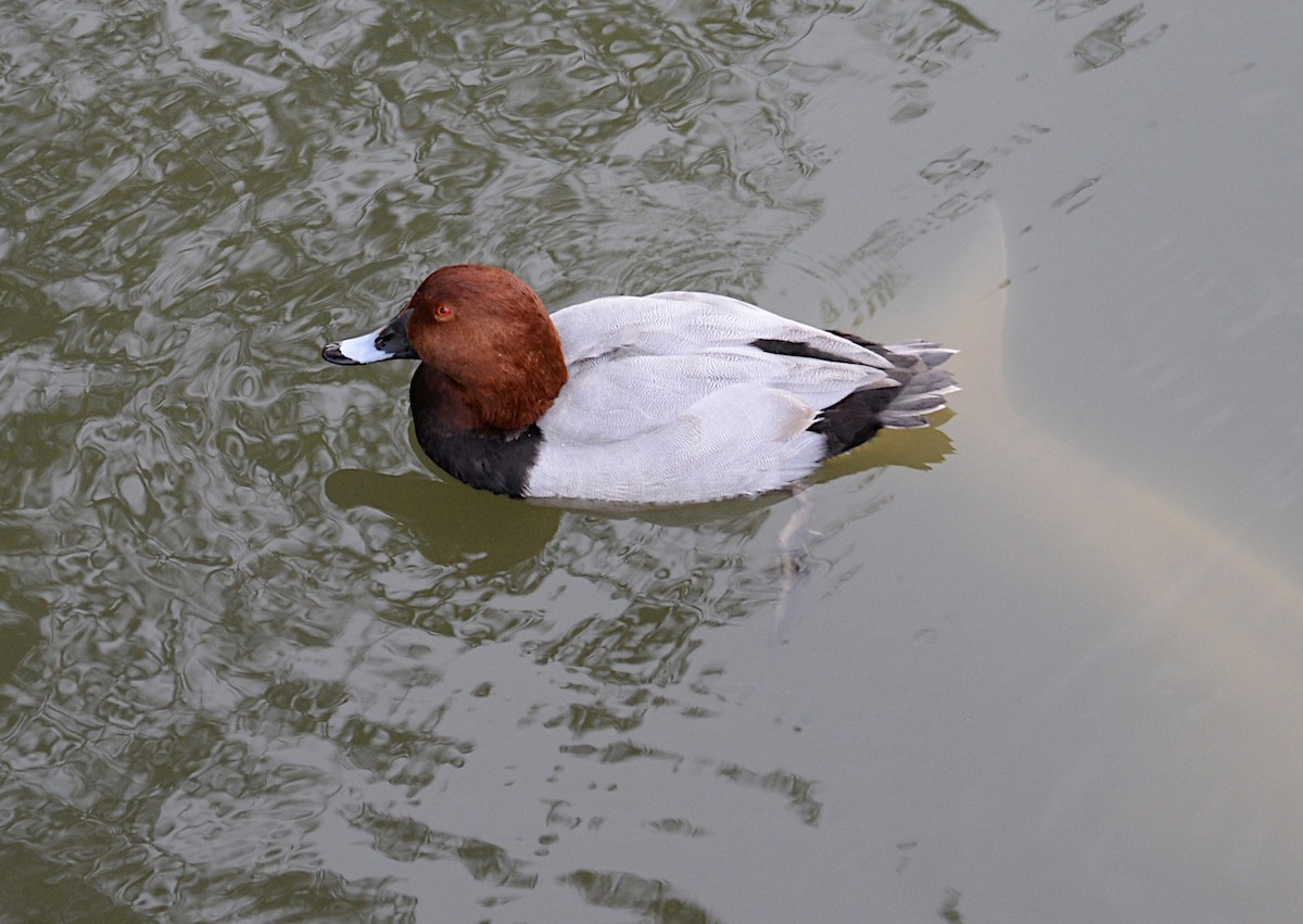 Common Pochard - ML640995116