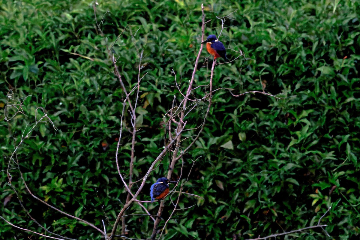 Azure Kingfisher - ML640995123
