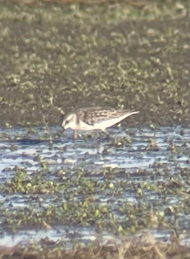Semipalmated Sandpiper - ML640995132